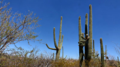 Saguaro Nat Park HDR DSC01071.jpg