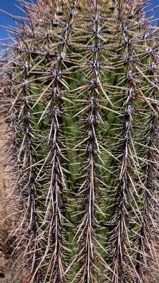 Saguaro Nat Park HDR DSC01081.jpg