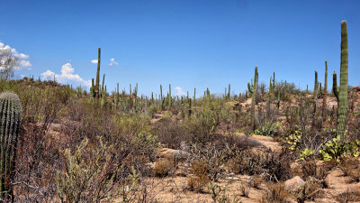 Saguaro Nat Park HDR DSC01086.jpg