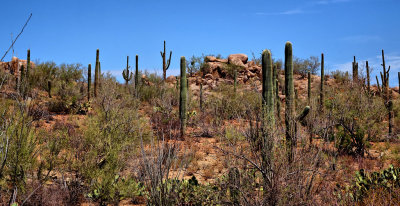 Saguaro Nat Park HDR DSC01097.jpg