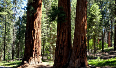 Sequoia National Park HDR DSC03027.jpg