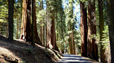 Sequoia National Park HDR DSC03037.jpg