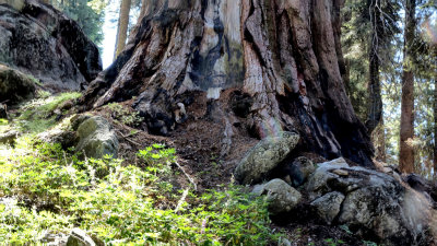 Sequoia National Park HDR DSC03057.jpg