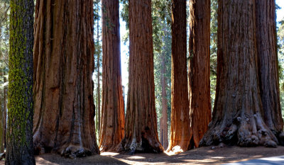 Sequoia National Park HDR DSC03067.jpg