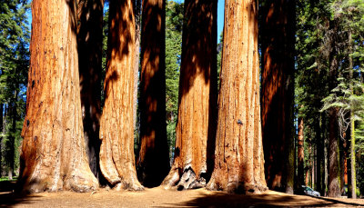 Sequoia National Park HDR DSC03072 copy.jpg