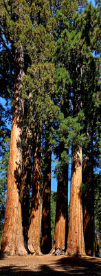 Sequoia National Park HDR DSC03082.jpg