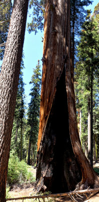 Sequoia National Park HDR DSC03097.jpg