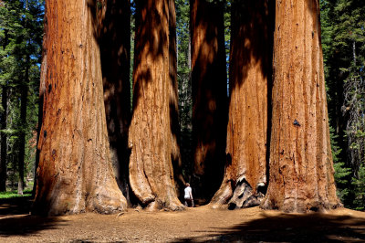 Sequoia National Park HDR DSC03112 clone.jpg