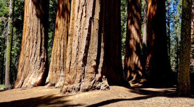 Sequoia National Park HDR DSC03151.jpg