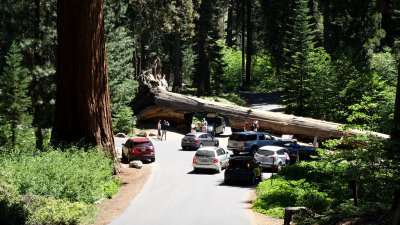 Sequoia National Park  DSC03171.jpg