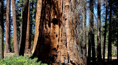 Sequoia National Park HDR DSC03186.jpg