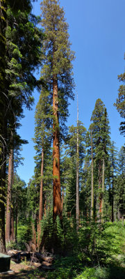 Sequoia National Park HDR DSC03206.jpg