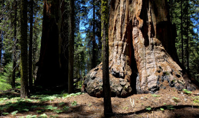 Sequoia National Park HDR DSC03242.jpg