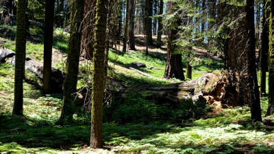 Sequoia National Park HDR DSC03251.jpg
