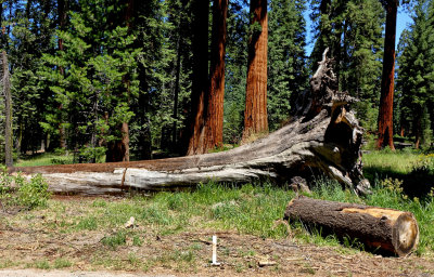 Sequoia National Park HDR DSC03261.jpg