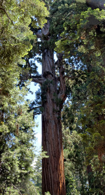 Sequoia National Park HDR DSC03271.jpg