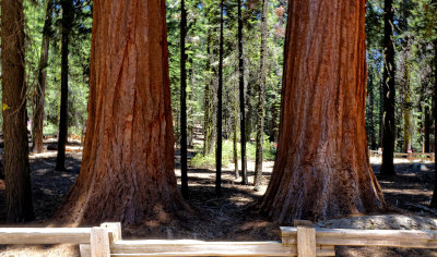 Sequoia National Park HDR DSC03276.jpg