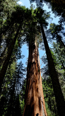 Sequoia National Park HDR DSC03284.jpg