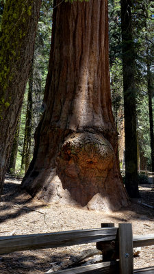 Sequoia National Park HDR DSC03314.jpg
