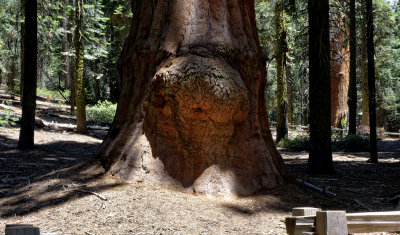 Sequoia National Park HDR DSC03319.jpg