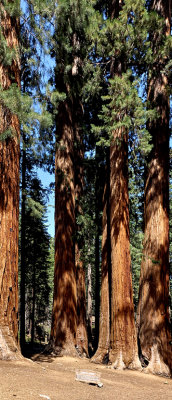 2014-07-11 Sequoia National Park California