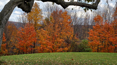 My Yard Fall Foliage RX100 Camera