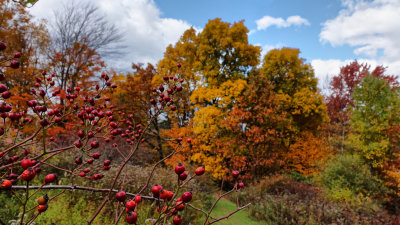 My Yard Fall Foliage RX100 Camera