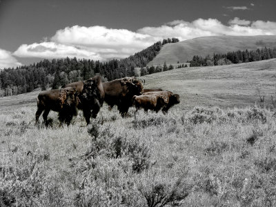 July 14 Yellowstone Day Three
