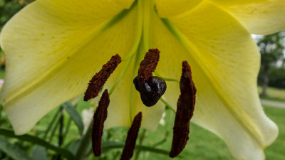 Closeup Asian Lily