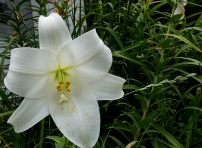 White Asian Lily