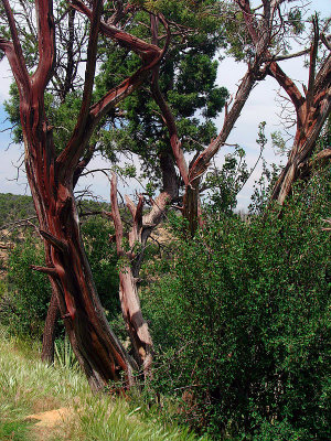 2010-06-11 Mesa Verde  & VIDEO