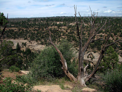 2010-06-11 Mesa Verde  Great Sand Dunes CO DSC06169.JPG