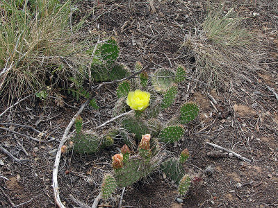 2010-06-11 Mesa Verde  Great Sand Dunes CO DSC06176.JPG