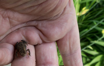 Baby Toad