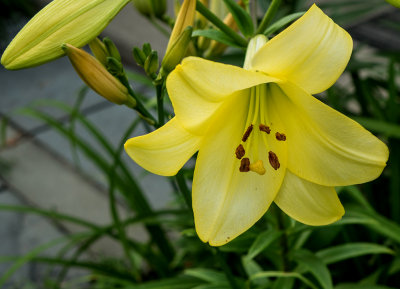 Yellow Lilly 