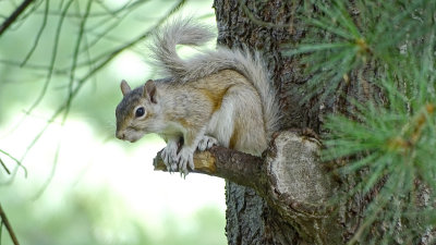 Blond Squirrel