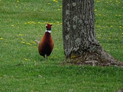 Pheasant 1