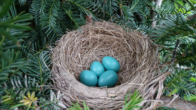 The Robin's Nest 2016