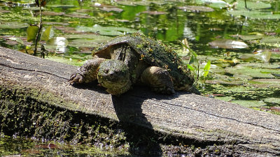 Snapping Turtle 2