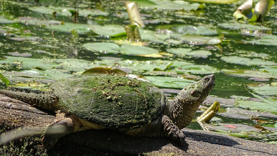 Snapping Turtle 3