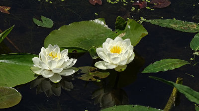 Water Lily Brick Pond 2