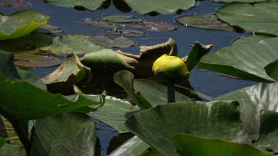 Water Lily Brick Pond 1