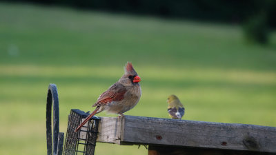 Cardinal (Female)