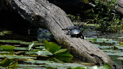 2 Painted Turtles DSC06241.jpg