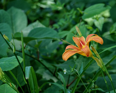 Day Lily DSC06247_dphdr.jpg