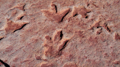 Tuba City, Arizona Dinosaur Tracks