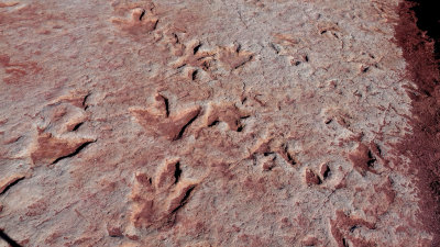 Tuba City, Arizona Dinosaur Tracks