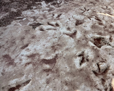 Tuba City, Arizona Dinosaur Tracks