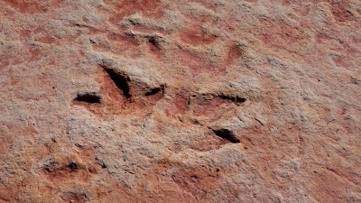 Tuba City, Arizona Dinosaur Tracks