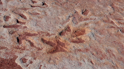 Tuba City, Arizona Dinosaur Tracks